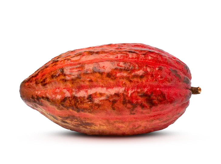 Cocoa Extract