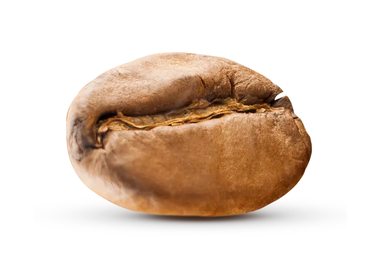 Coffee Extract